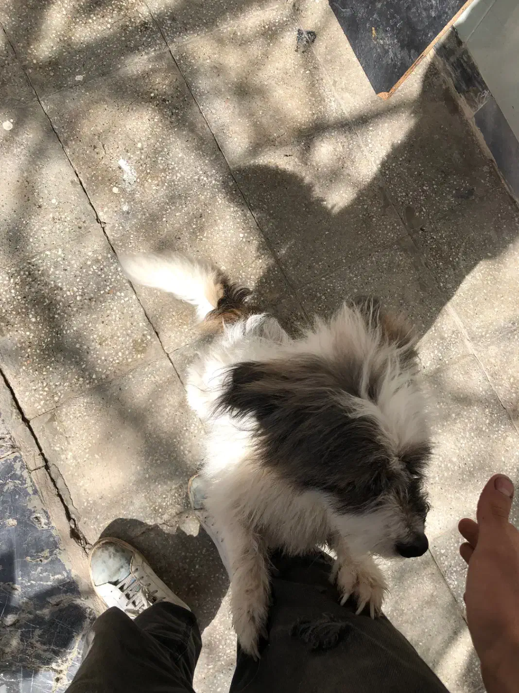 سگ پاکوتاه|سگ|بجنورد, |دیوار