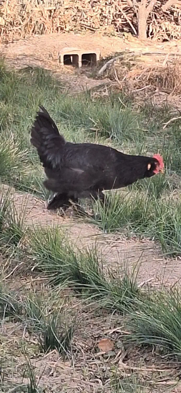 خروس مرندی|حیوانات مزرعه|کمیجان, |دیوار