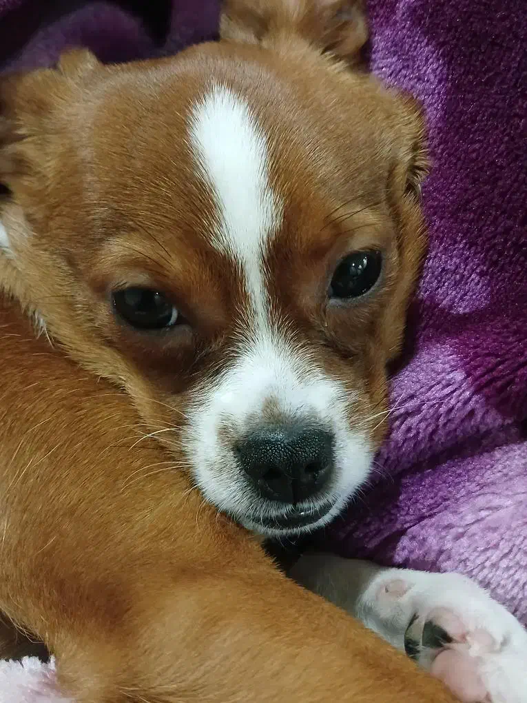 سگ گمشده|حیوانات|امیدیه, |دیوار