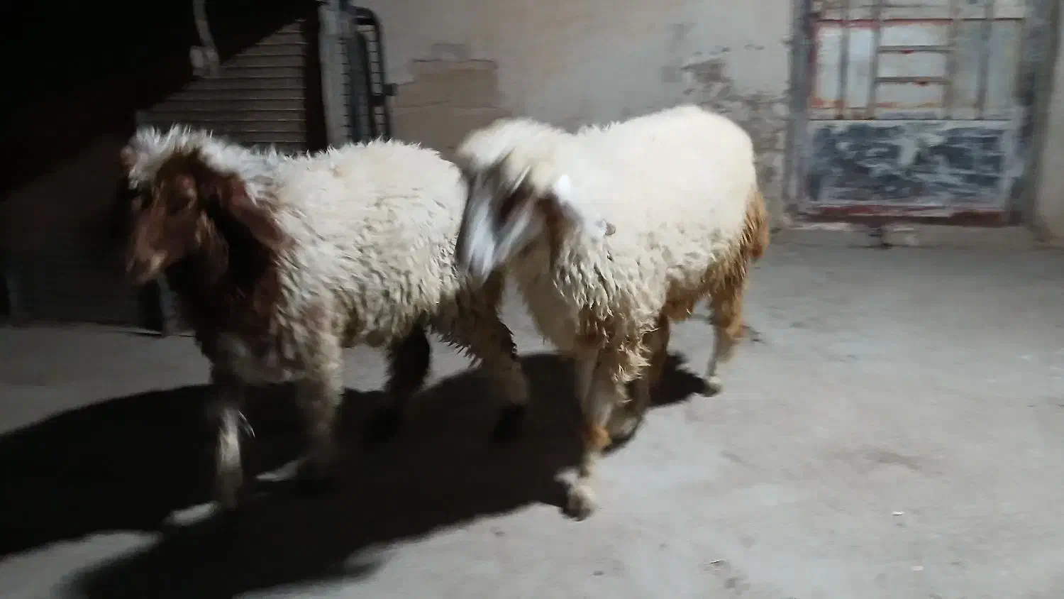 گوسفند|حیوانات مزرعه|حمیدیه, |دیوار