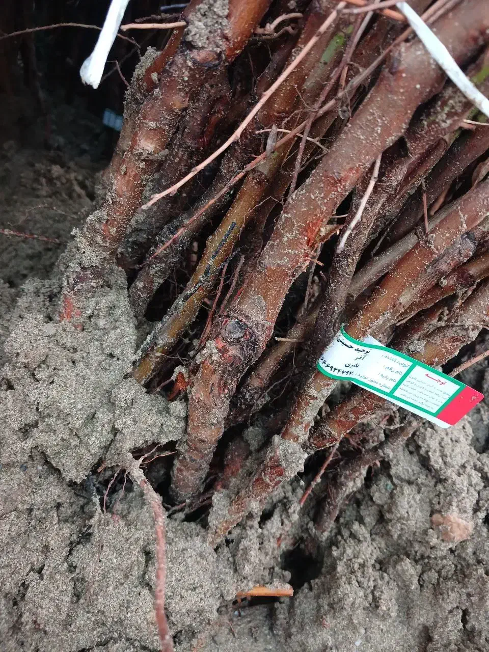 بهصرفه پربازده مقاوم نهال بادام آماده تحویل|خدمات باغبانی و درختکاری|مشهد, نوید|دیوار