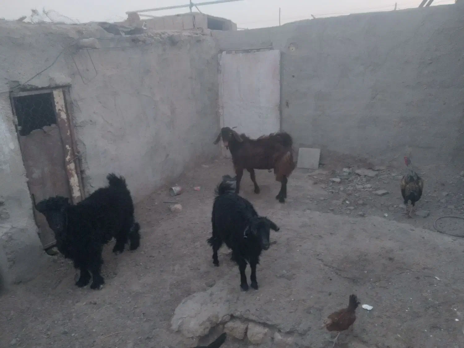 حیوانات مزرعه|حیوانات مزرعه|تیمور آباد, |دیوار