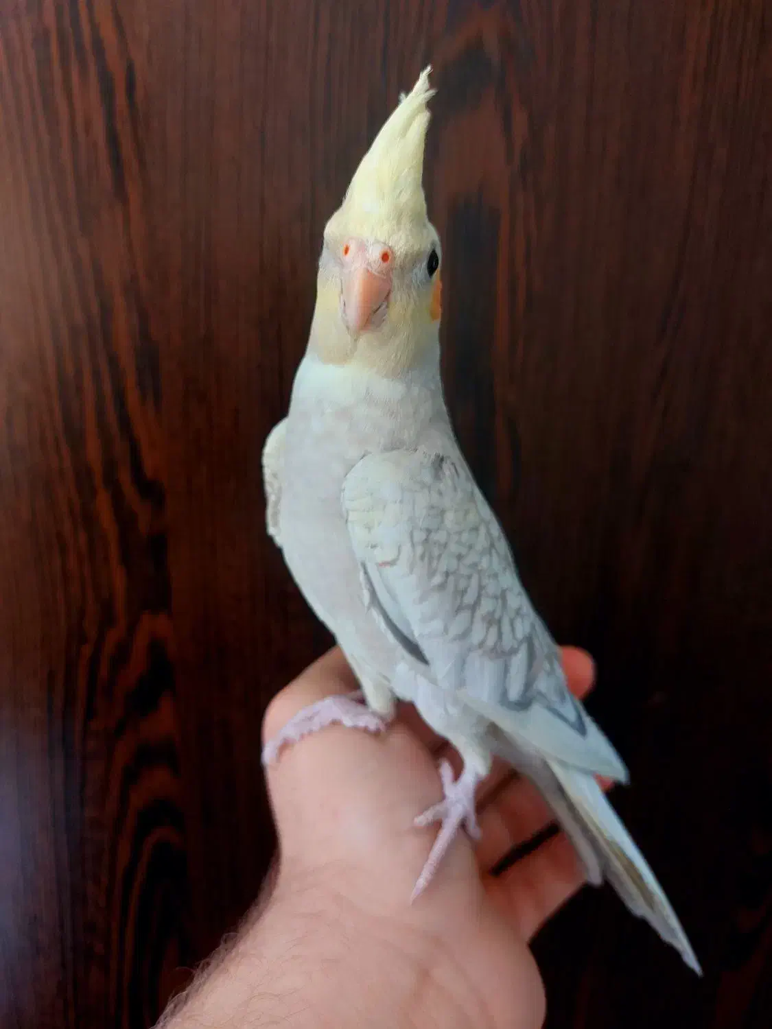 عروس هلندی گل باقالی نر|پرنده|گلستان (تهران), |دیوار