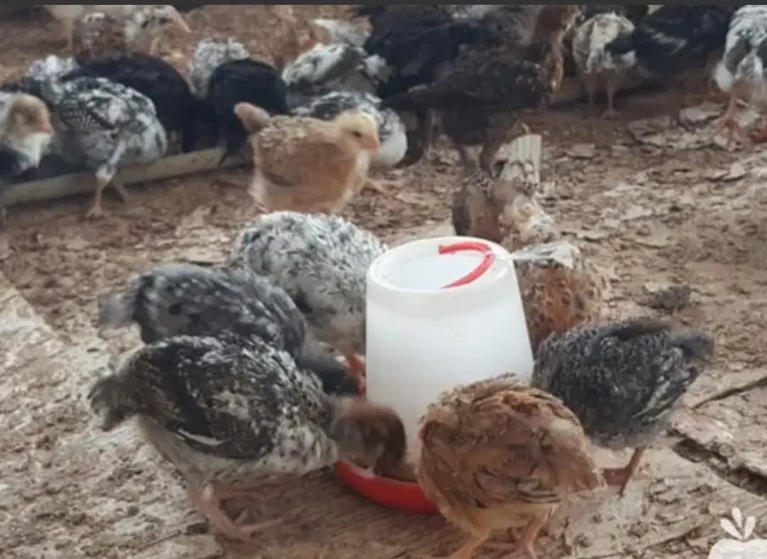 جوجه گلپایگانی یک ماه واکسن زده سالم وبهداشتی|حیوانات مزرعه|اندیمشک, |دیوار