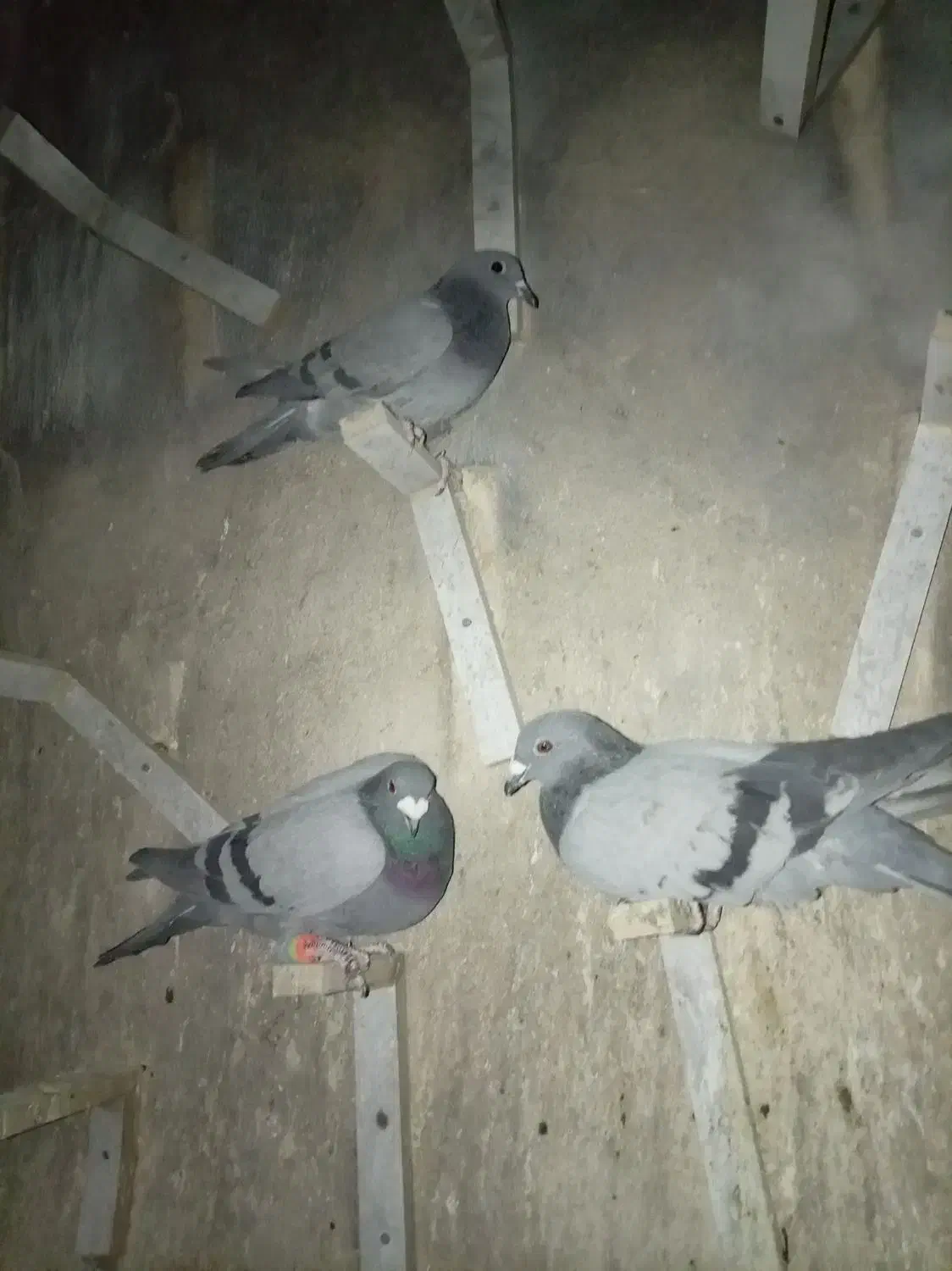 سه تا سبز|پرنده|خوسف, |دیوار