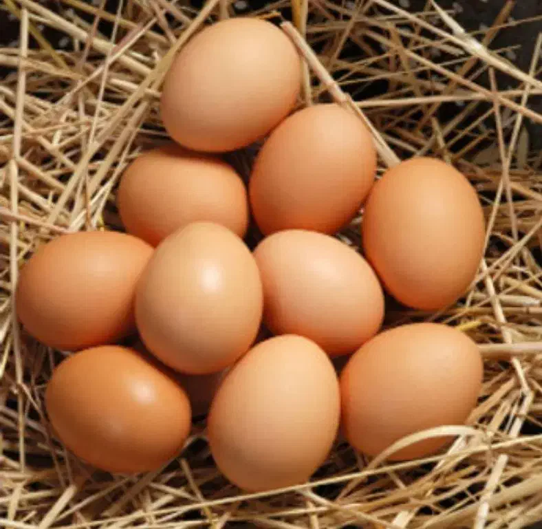 تخم مرغ محلی|خوردنی و آشامیدنی|نهاوند, |دیوار