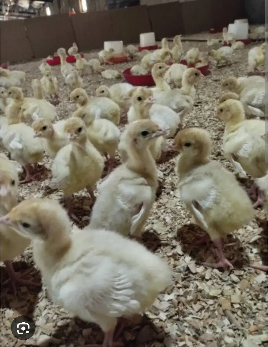 جوجه ۱ روزه بوقلمون|حیوانات مزرعه|تربتحیدریه, داروپخش|دیوار