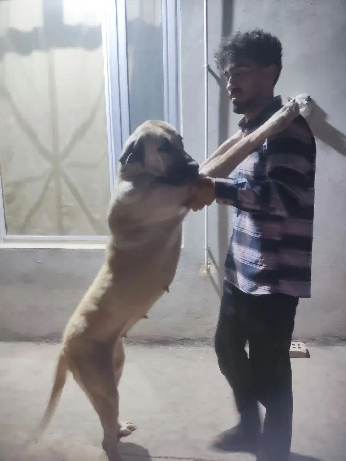 واگذاری سرابی خالص سرابی پژدردوبرمن خونگی|سگ|کرمانشاه, |دیوار