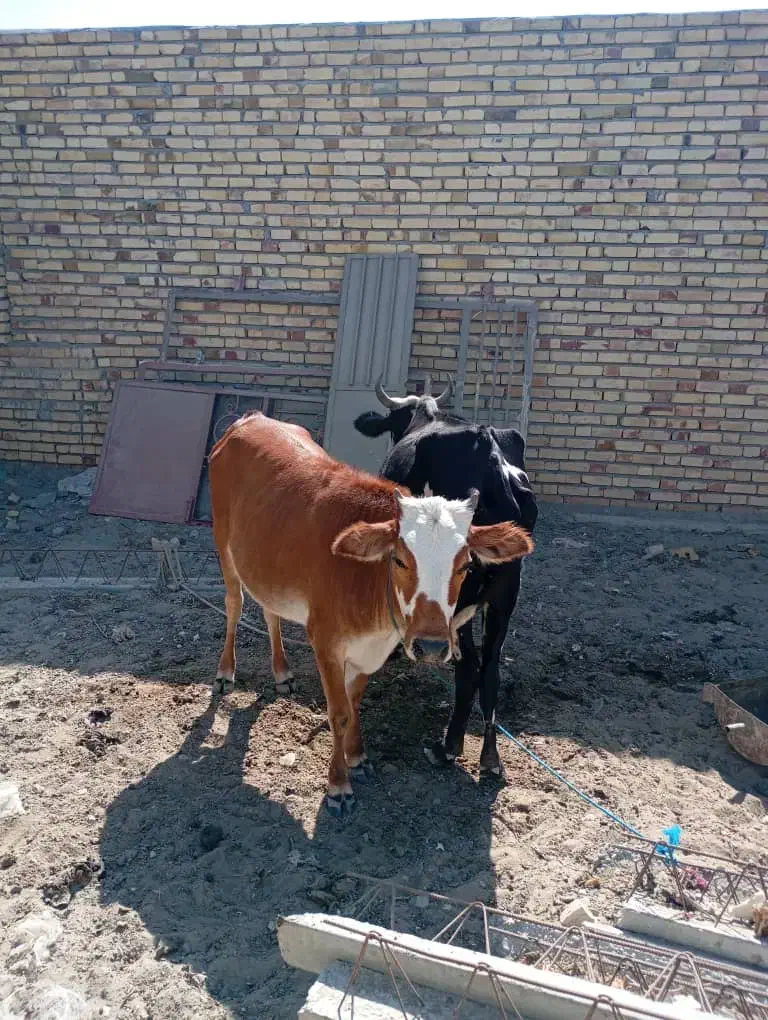 گاوبا گوساله|حیوانات مزرعه|بمانی, |دیوار