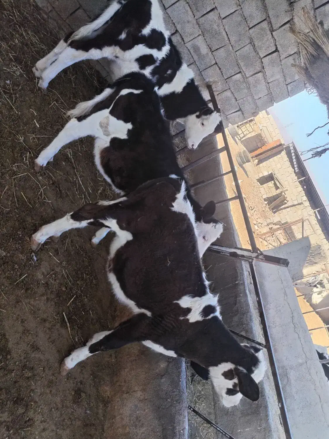 دوعدد تلیسه نژاد دار قیمت دونه ای ۵۳|حیوانات مزرعه|نیشابور, محله میدان باغات|دیوار