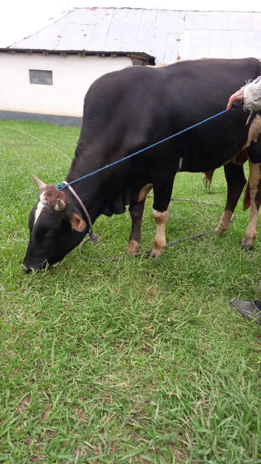 فروش گاو نر محلی|حیوانات مزرعه|طاهرگوراب, |دیوار