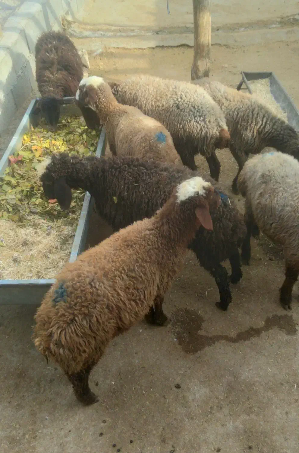 ۷ عدد گوسفند|حیوانات مزرعه|سرپل ذهاب, |دیوار