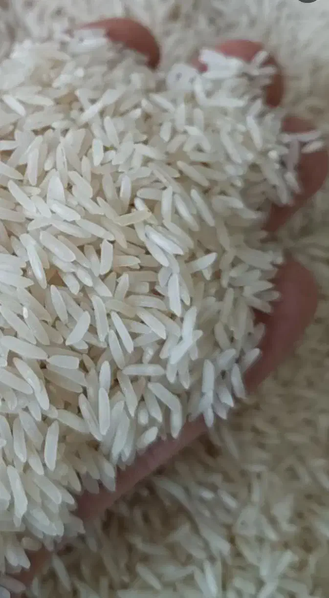 فروش برنج هاشمی درجه یک|خوردنی و آشامیدنی|نوشهر, |دیوار