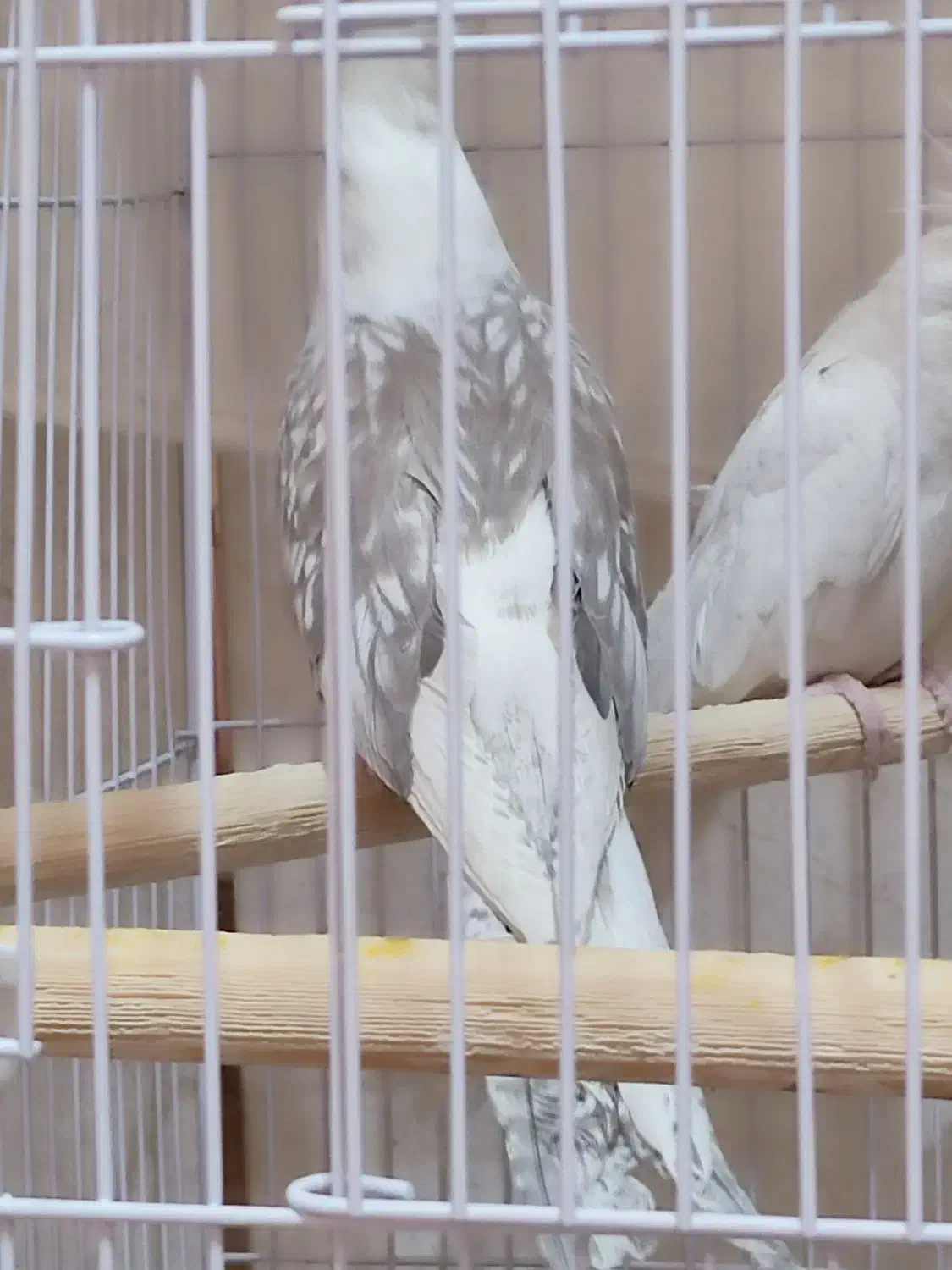 آلبینو دو کت طرح پروانه|پرنده|تهران, جمهوری|دیوار