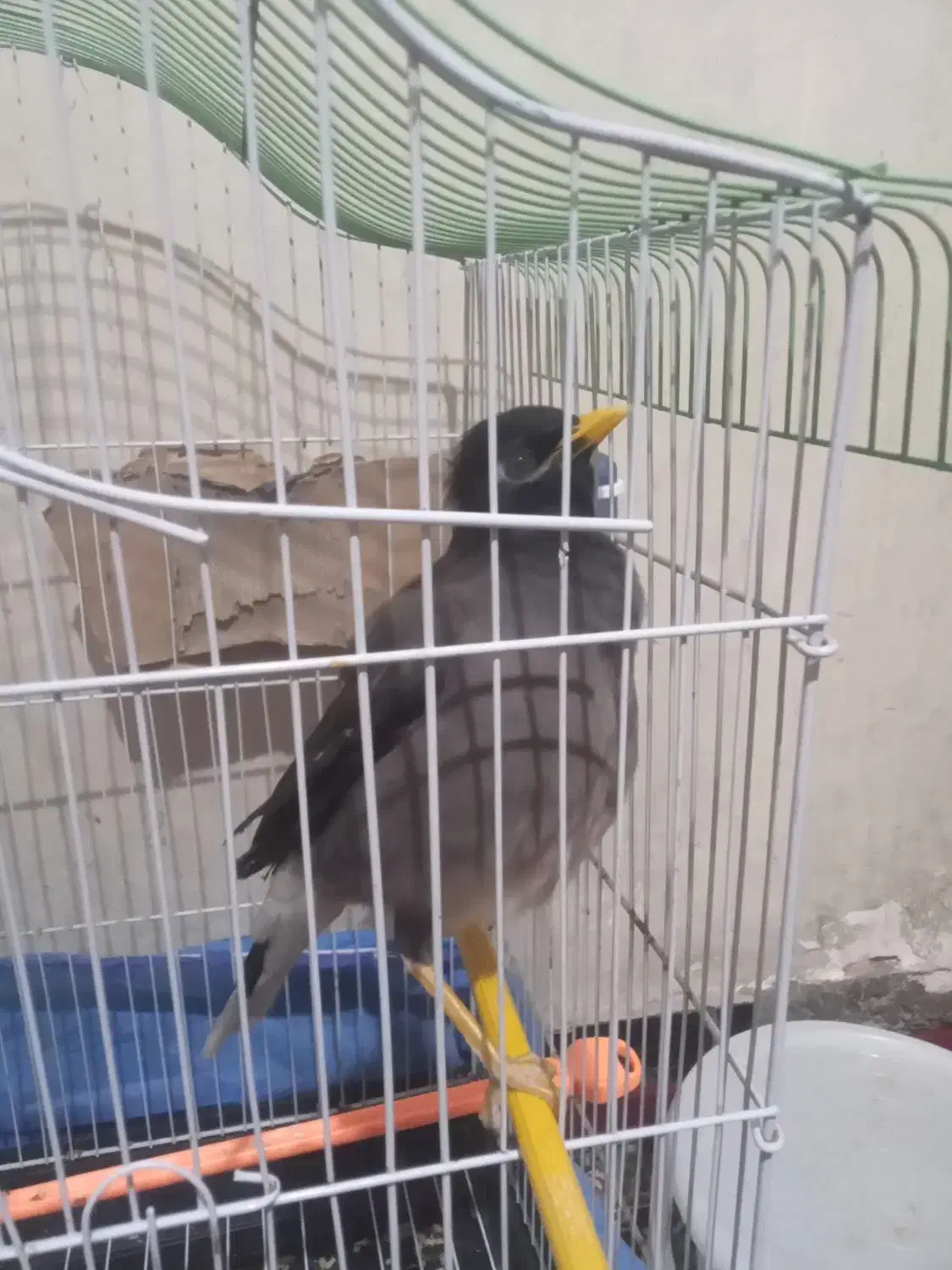 مرغ مینا|پرنده|اهواز, کوی علوی|دیوار