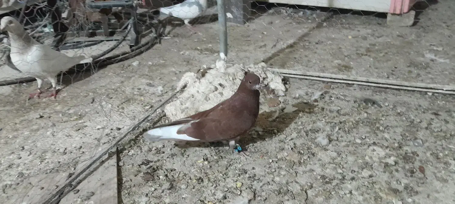 کبوتر سرخ|پرنده|شهریار, ابراهیمآباد|دیوار