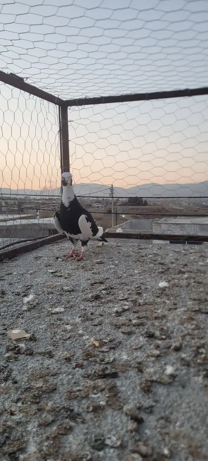 کفتر پرنده|پرنده|بجنورد, |دیوار