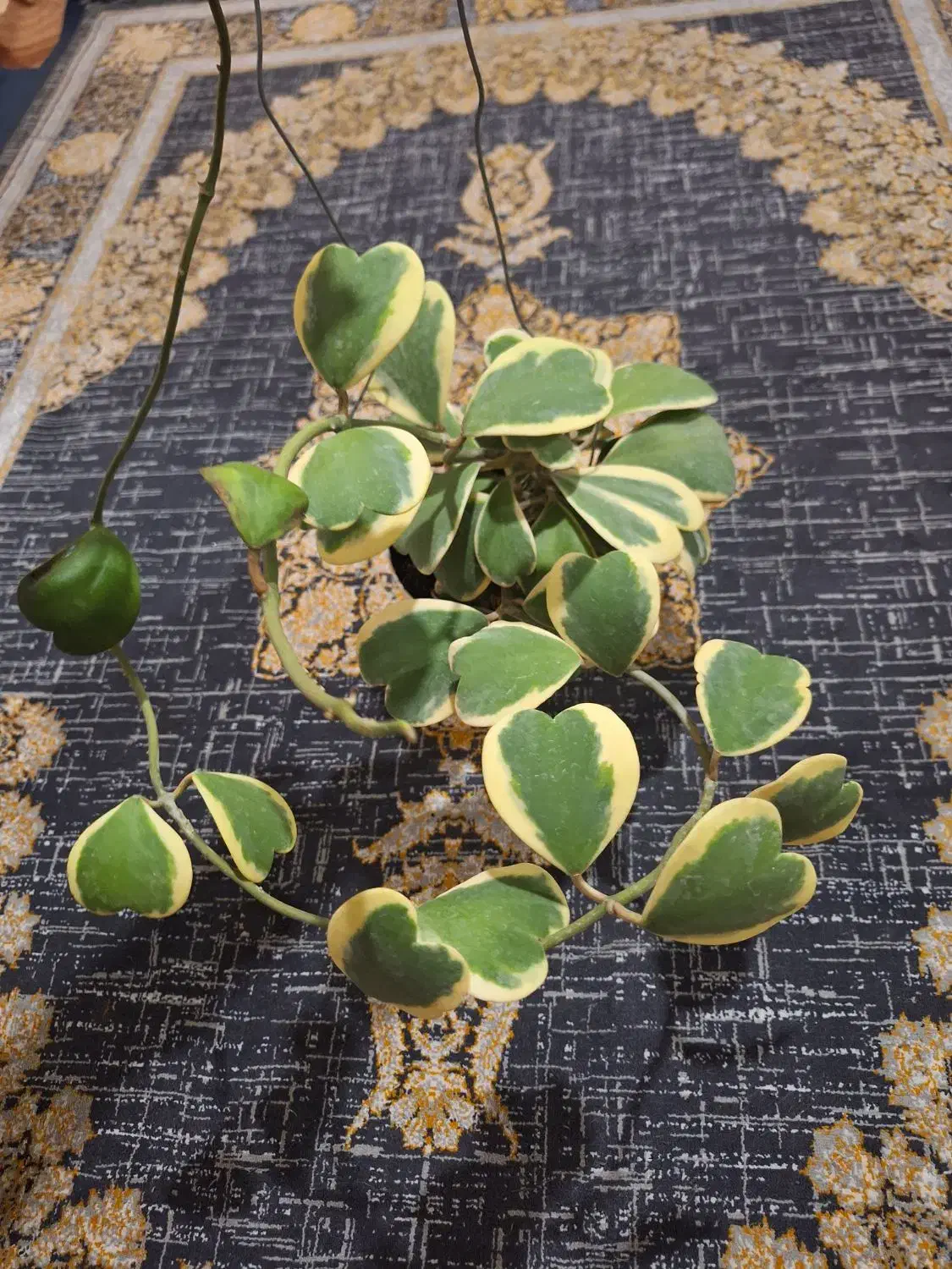 گل طبیعی .هویا (کری)ابلق و سبز|گل و گیاه طبیعی|تهران, شهید فکوری|دیوار