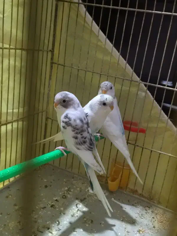 مرغ عشق جوان|پرنده|بندر ترکمن, |دیوار