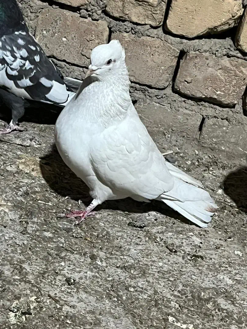 پرشی کار درست|پرنده|پیر بکران, |دیوار