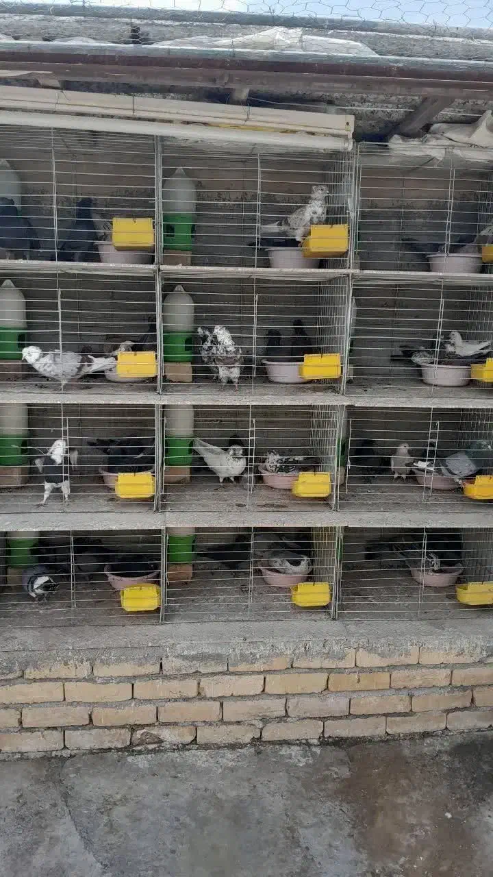 کفتر مایه  خال قدیم  گنجه بر|پرنده|تهران, تهرانپارس شرقی|دیوار