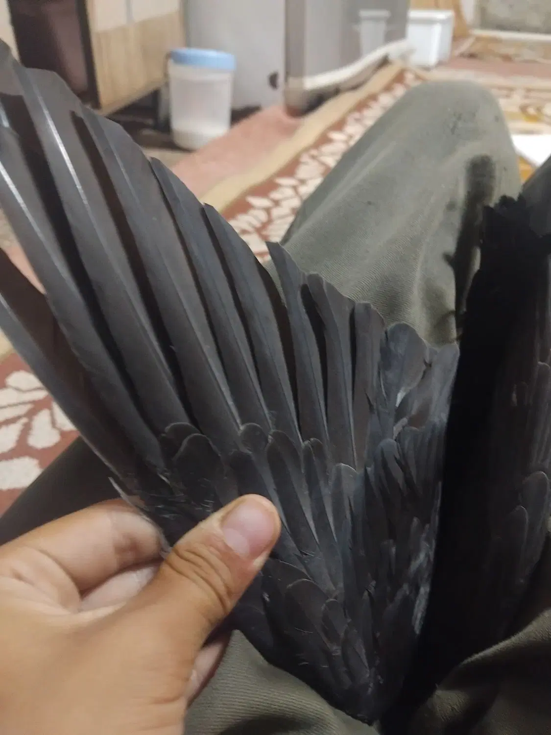 کفتر|پرنده|مشهد, تلگرد|دیوار