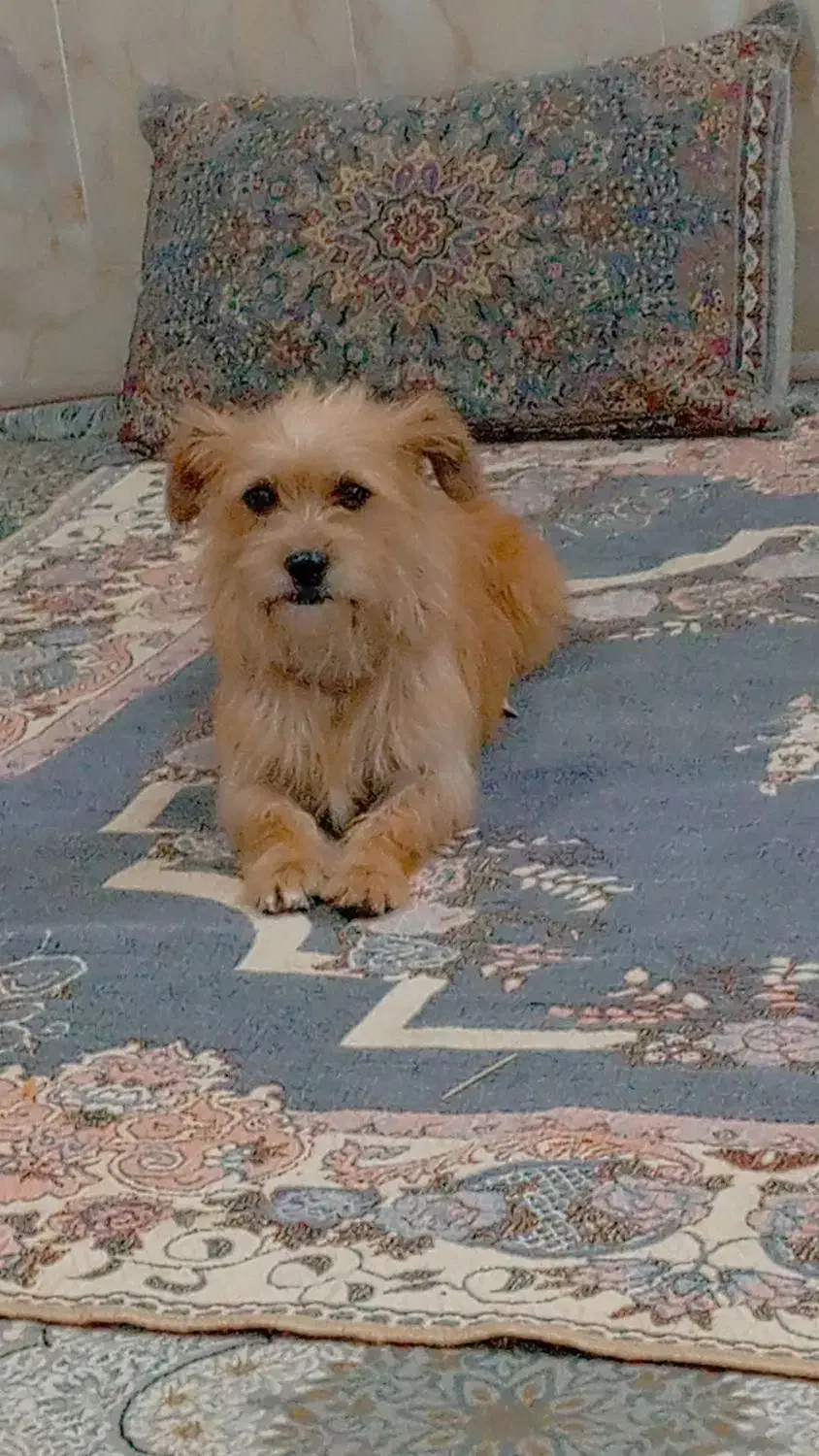 پاپی زیبا|سگ|مشهد, کشف|دیوار