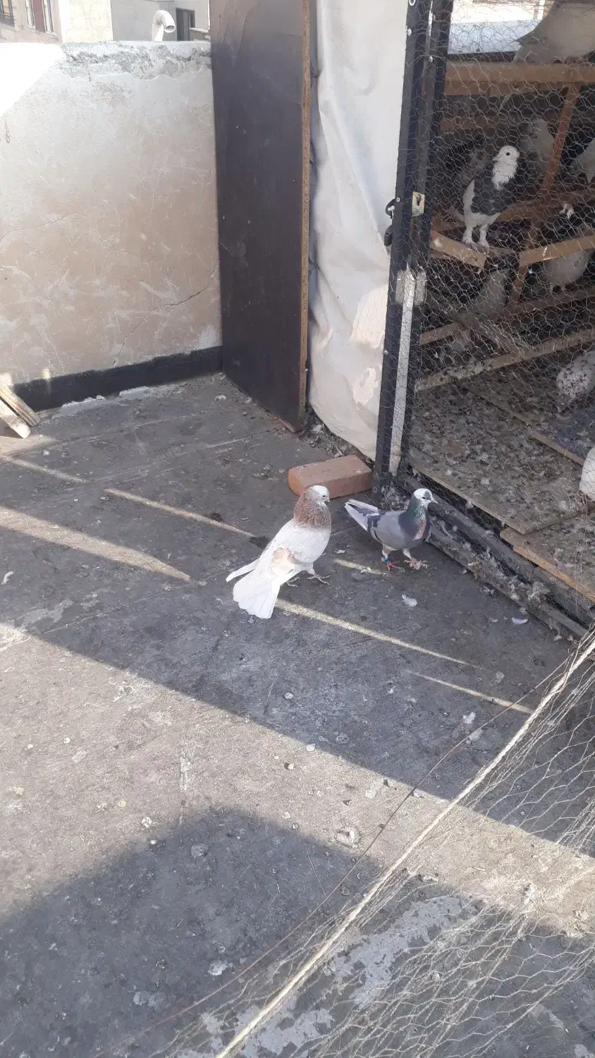 دوتا شازده همای نر و ی نر سبز و ی سفید سینه ماشی|پرنده|تهران, جیحون|دیوار