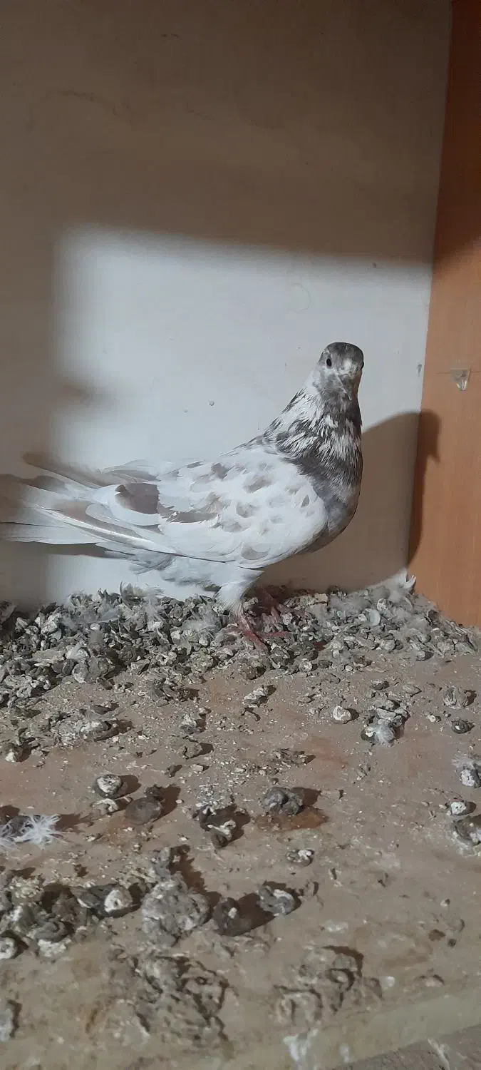 کبوتر|پرنده|ابهر, |دیوار