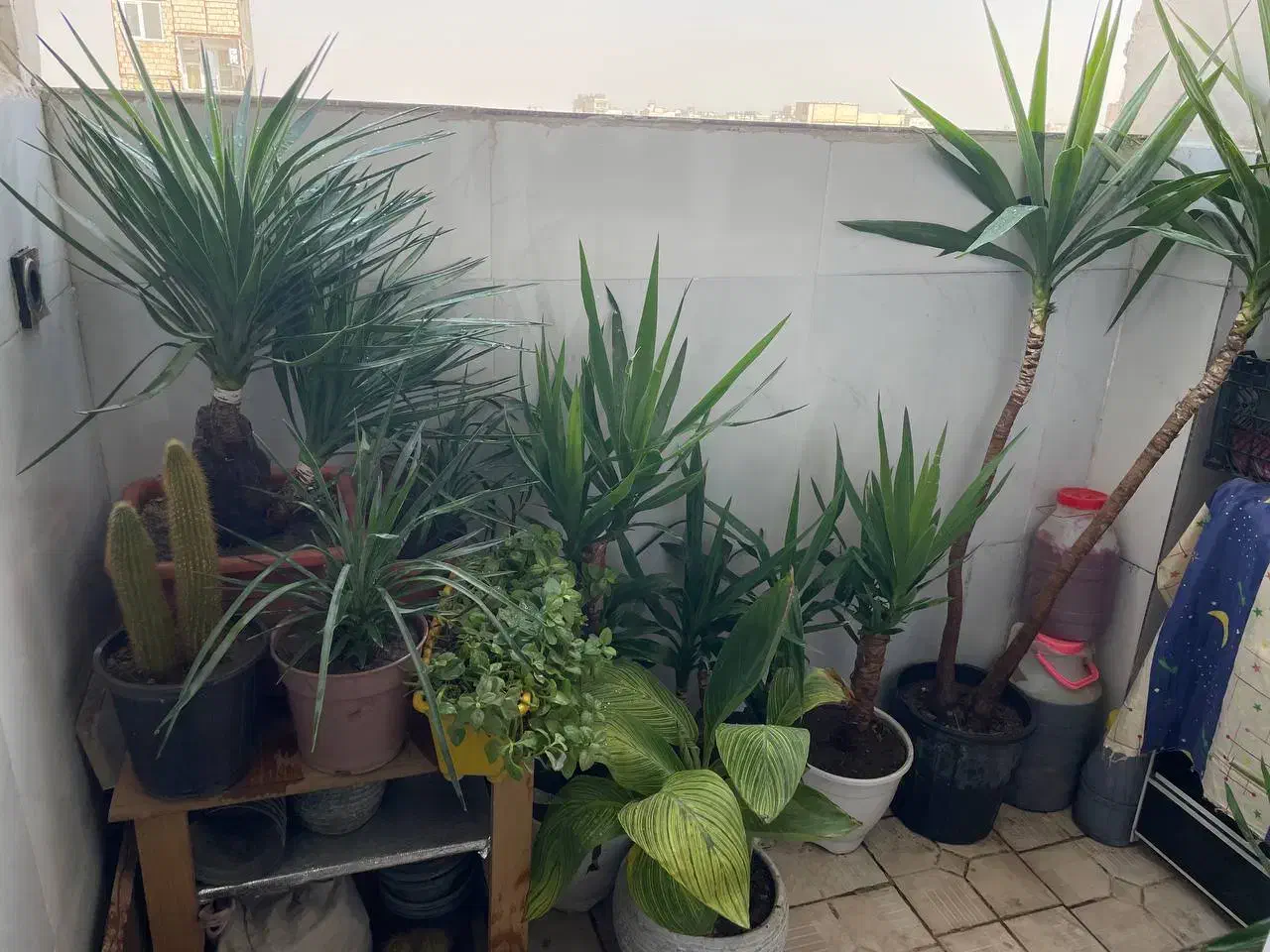 گل و گیاه فروش کلی با قیمت پیشنهادی خودتون|گل و گیاه طبیعی|مشهد, توس (بلوار توس)|دیوار