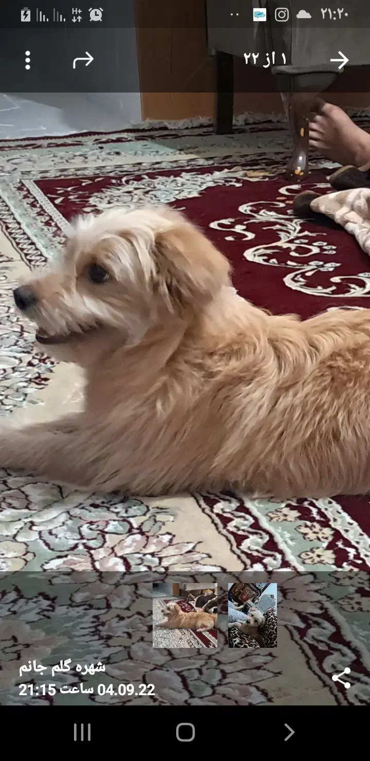 سگ گمشده|حیوانات|گالیکش, |دیوار