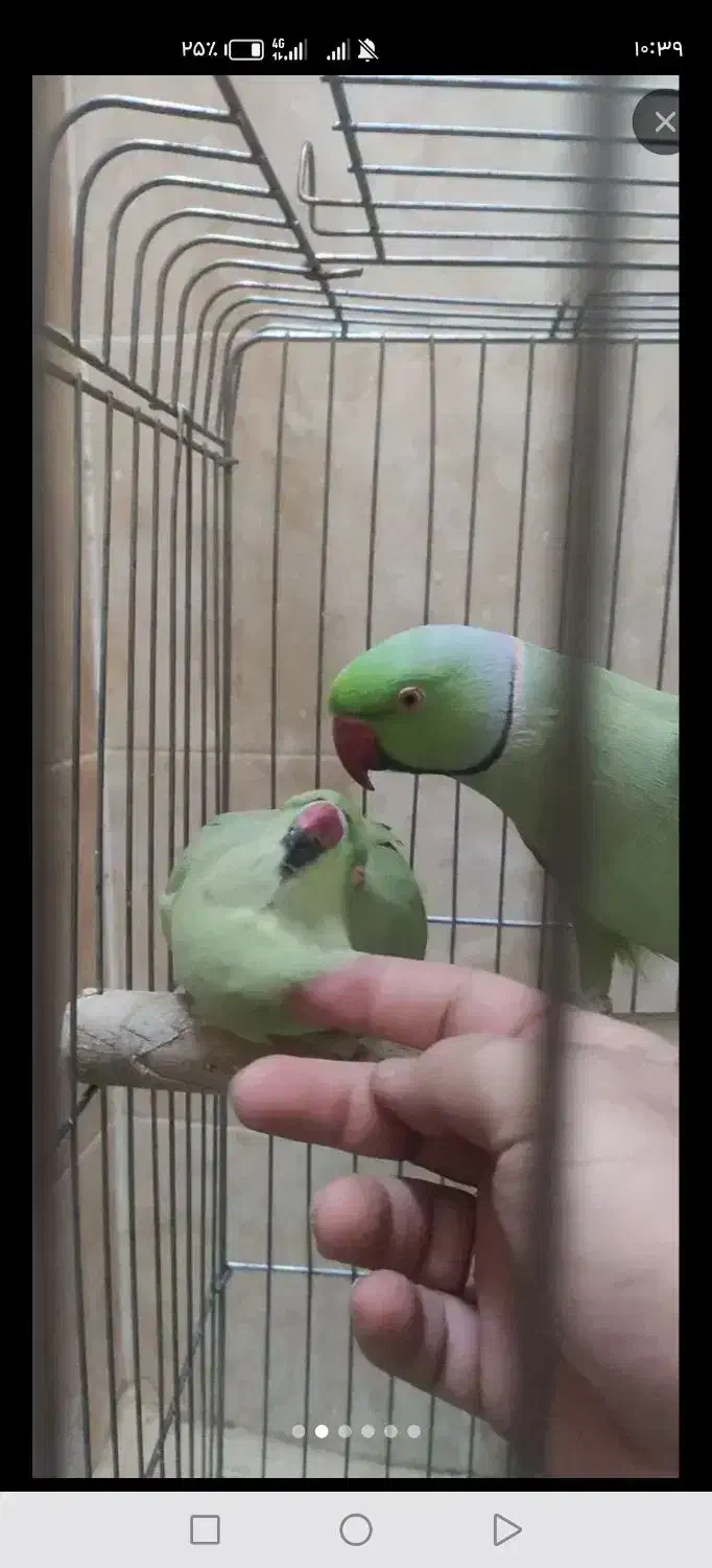 طوطی ملنگومولد معاوضه باگرینچیک. گلدین. قناری|پرنده|مشهد, شهید قربانی|دیوار