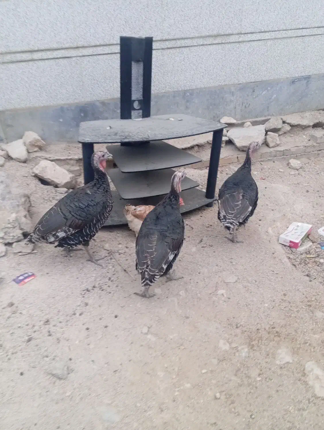 فروش یه عدد خروس و چهارتا بوقلمون|حیوانات مزرعه|ایذه, |دیوار