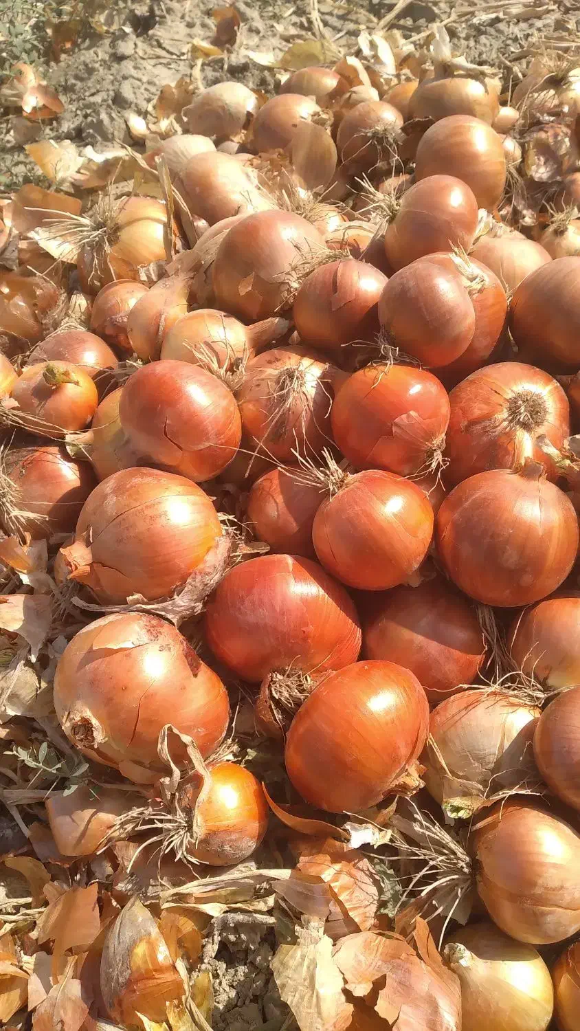 پیاز فلات قالب درشت|خدمات باغبانی و درختکاری|شیروان (خراسان), |دیوار