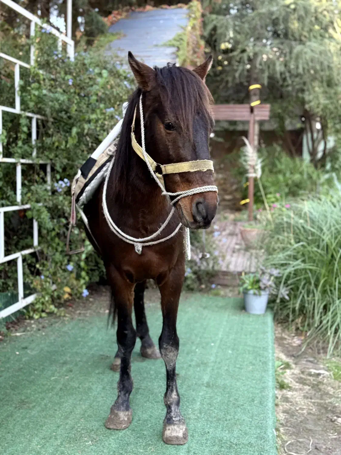 اسب کرد با اصالت|اسب و تجهیزات اسب‌سواری|ساری, |دیوار