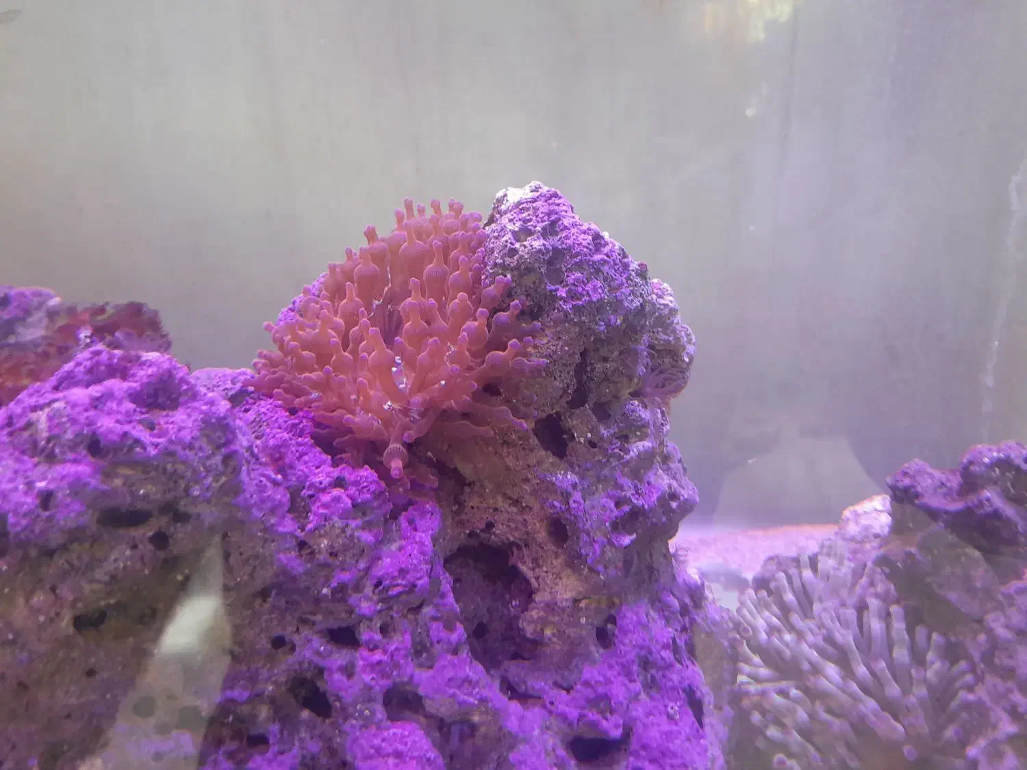 اکواریوم ابشورکامل|ماهی|کرمانشاه, |دیوار