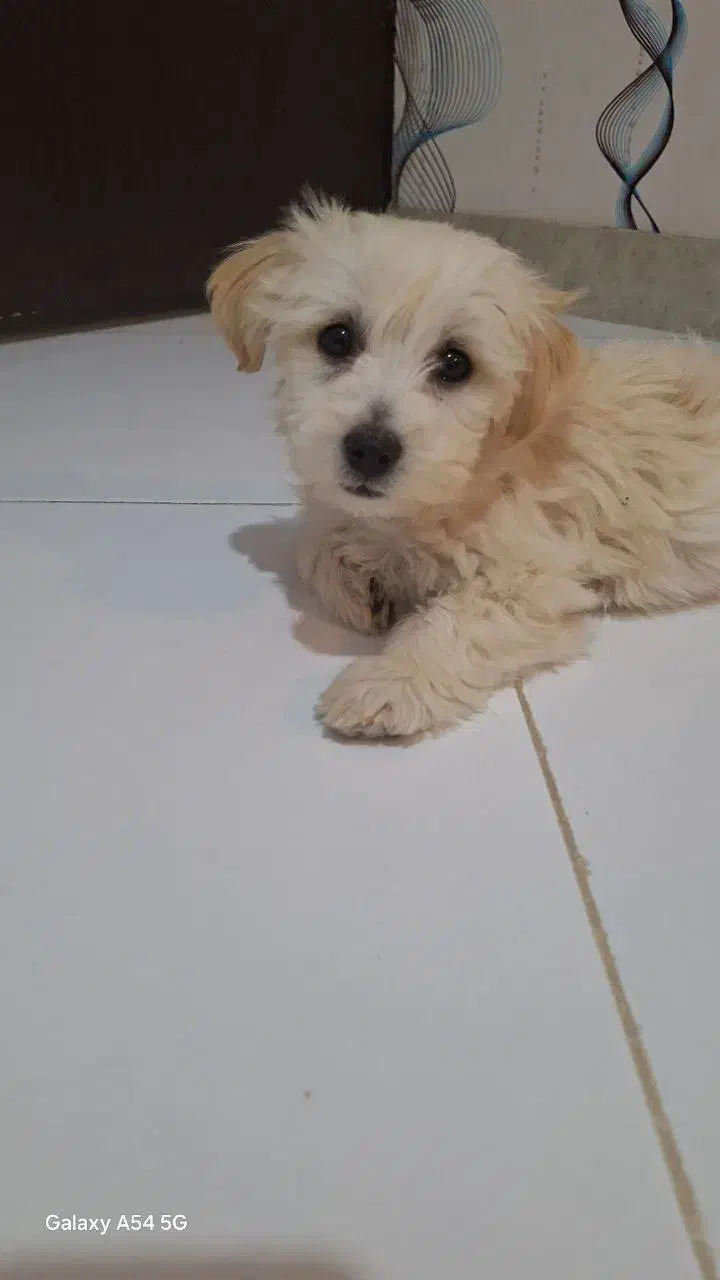 مالتیز شیتزو|سگ|کرمانشاه, |دیوار