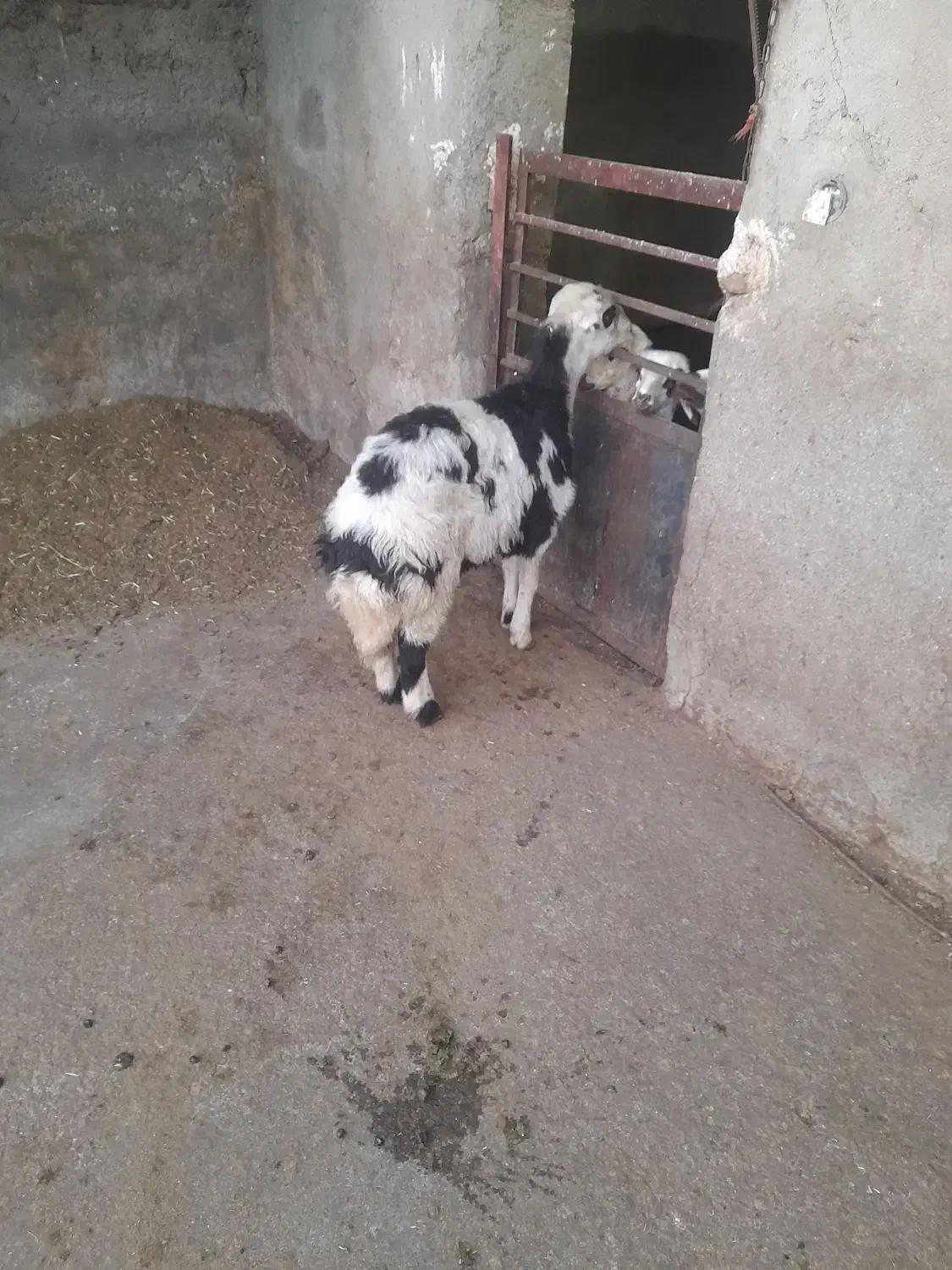 گوسفند مزرعه|حیوانات مزرعه|شیروان (لرستان), |دیوار