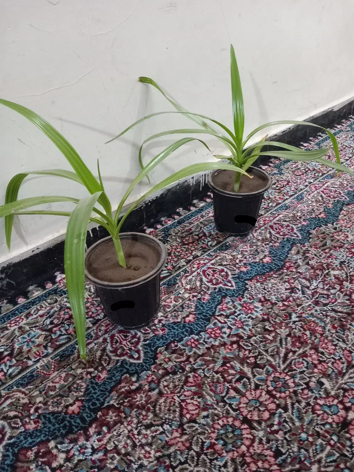 گل*برگ موزی* ۸۵ ت|گل و گیاه طبیعی|رفسنجان, |دیوار