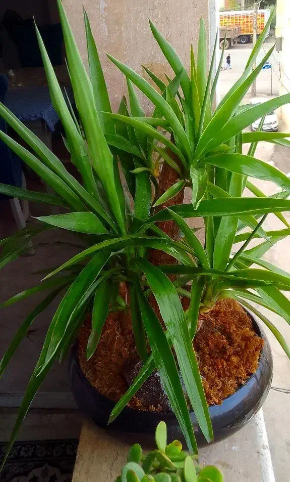 یوکا بنسایی ۴ ساله|گل و گیاه طبیعی|رشت, دیانتی|دیوار