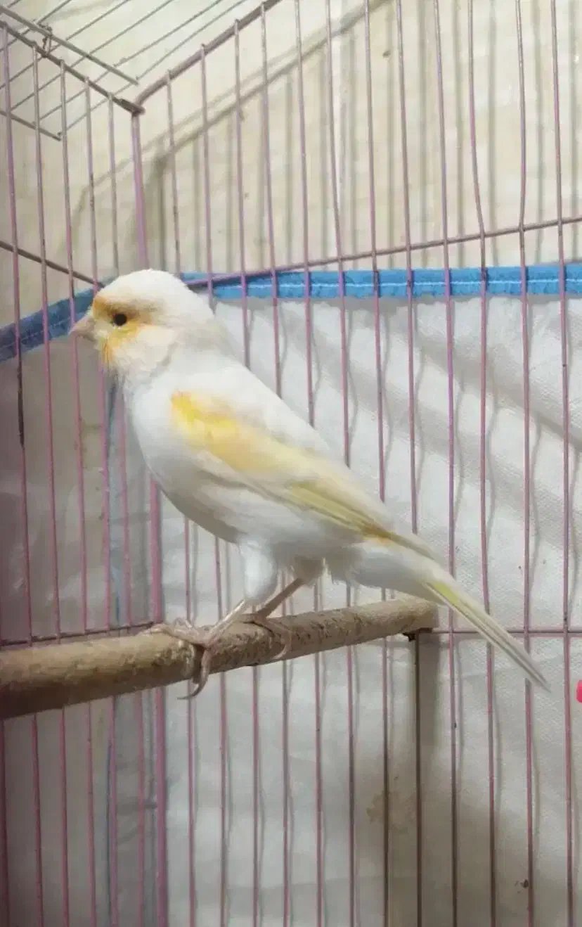 جفت قناری|پرنده|کرمان, |دیوار