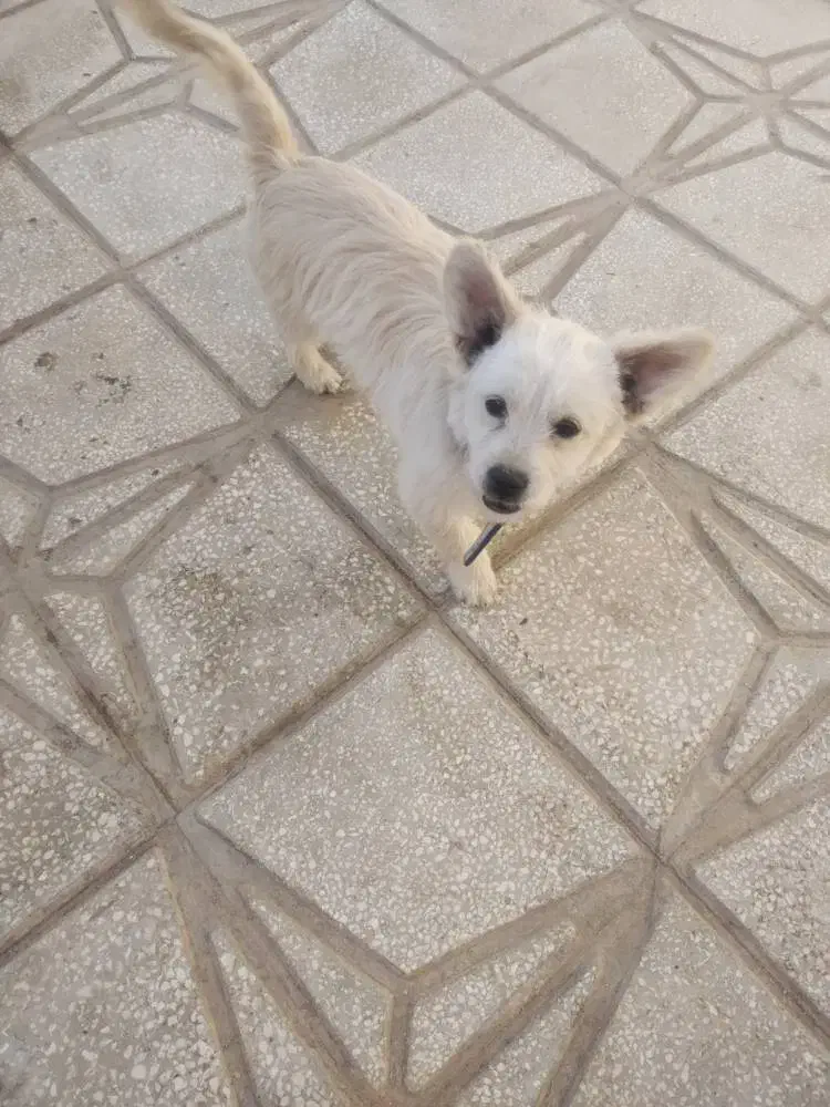 سگ نژادکورگی|سگ|تهران, مسعودیه|دیوار