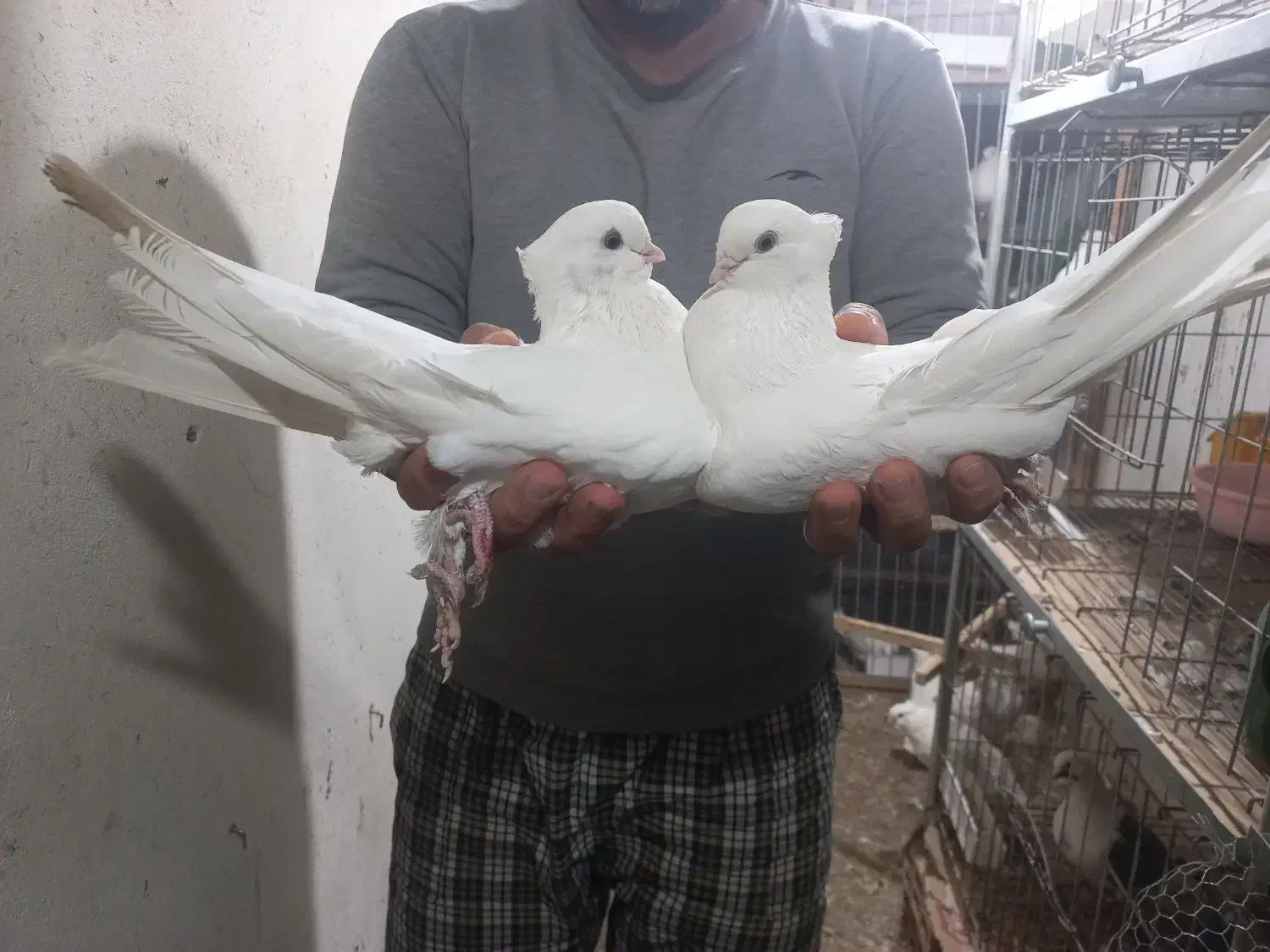 کبوتر زینتی کشیده وبلند|پرنده|ساری, |دیوار