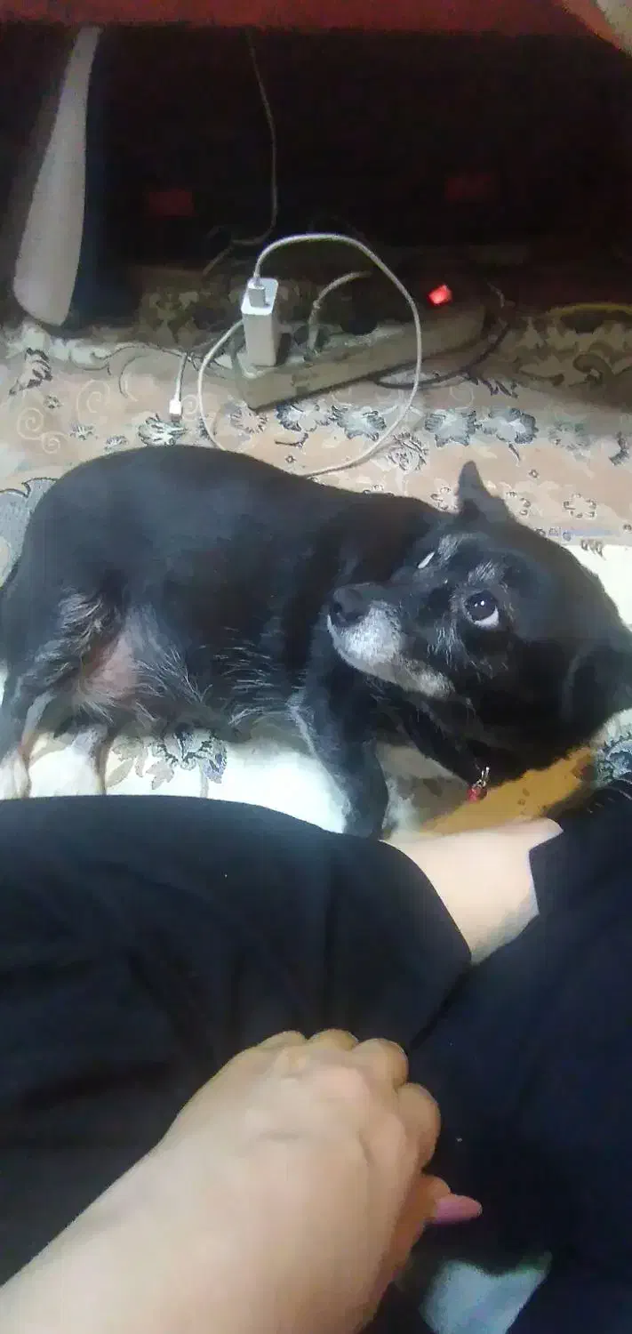 سگ‌پاکوتاه‌نزادروباهی‌ماده‌عقیم‌شده|سگ|پرند, فاز ۵|دیوار