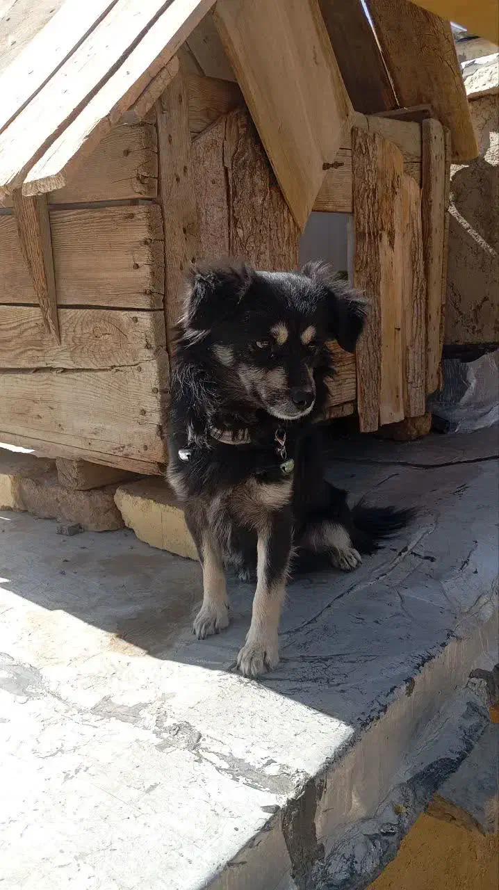 واگذاری پاپی|سگ|نجف‌آباد, امام خمینی|دیوار