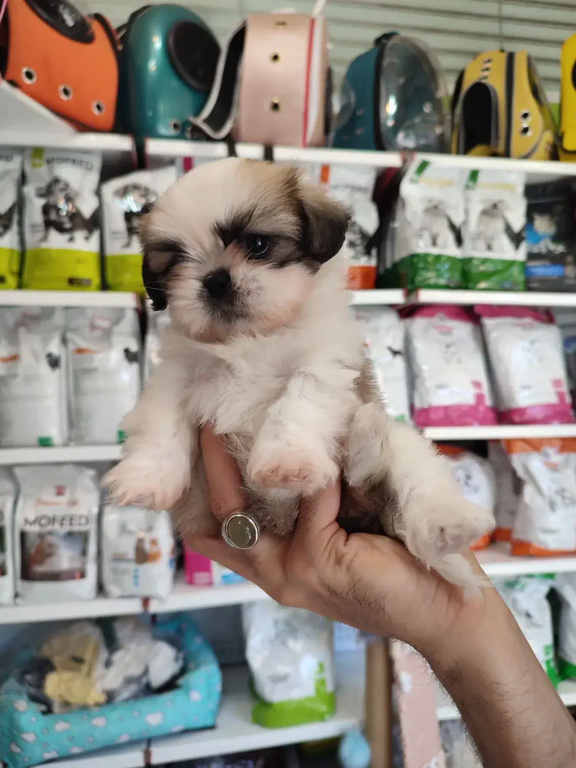 گربه پرشین اسکاتیش شیتزو|گربه|تبریز, |دیوار