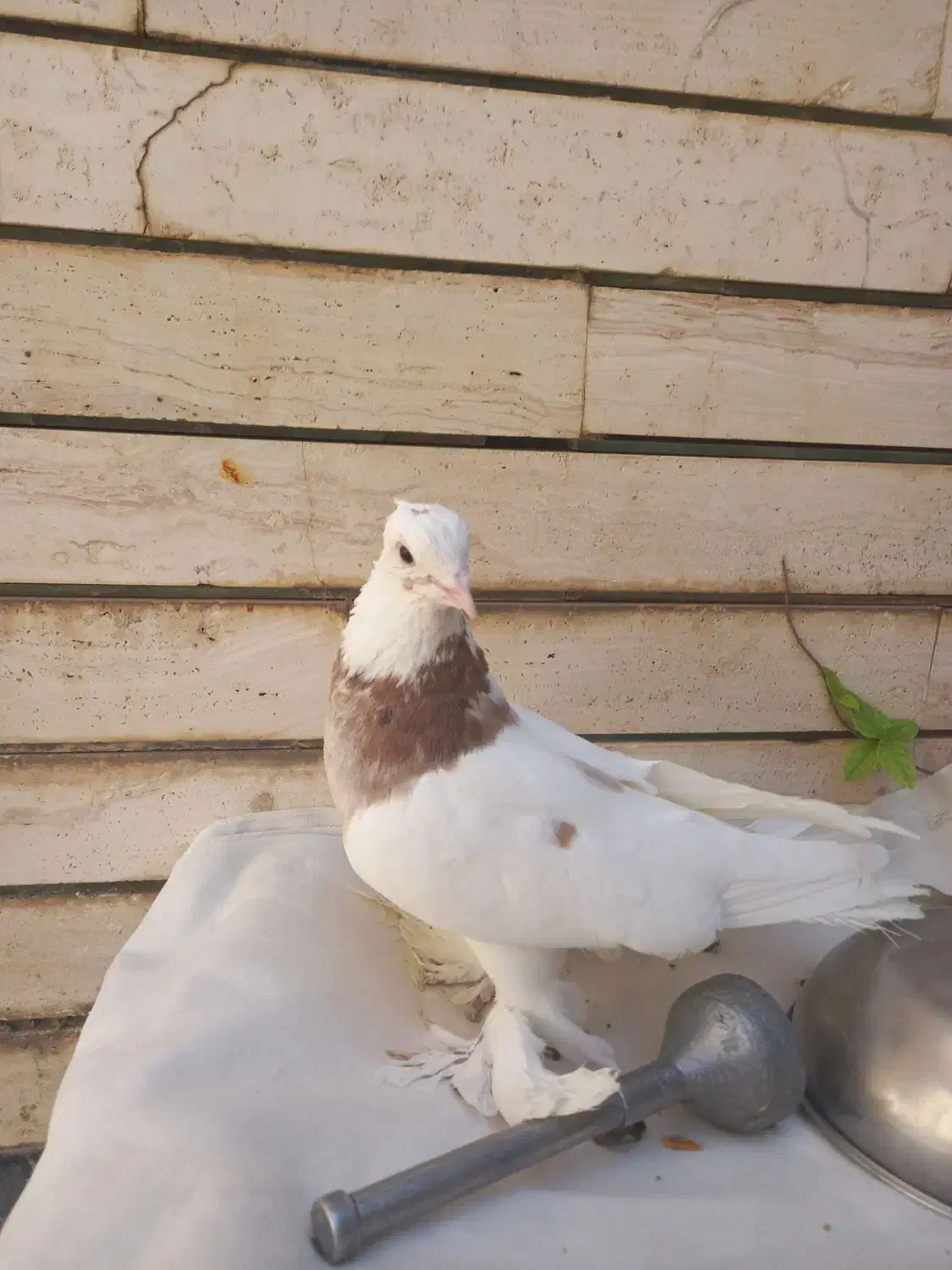 کفتر طوقی پاپر و کاکلی و سرور|پرنده|قم, لسانی|دیوار