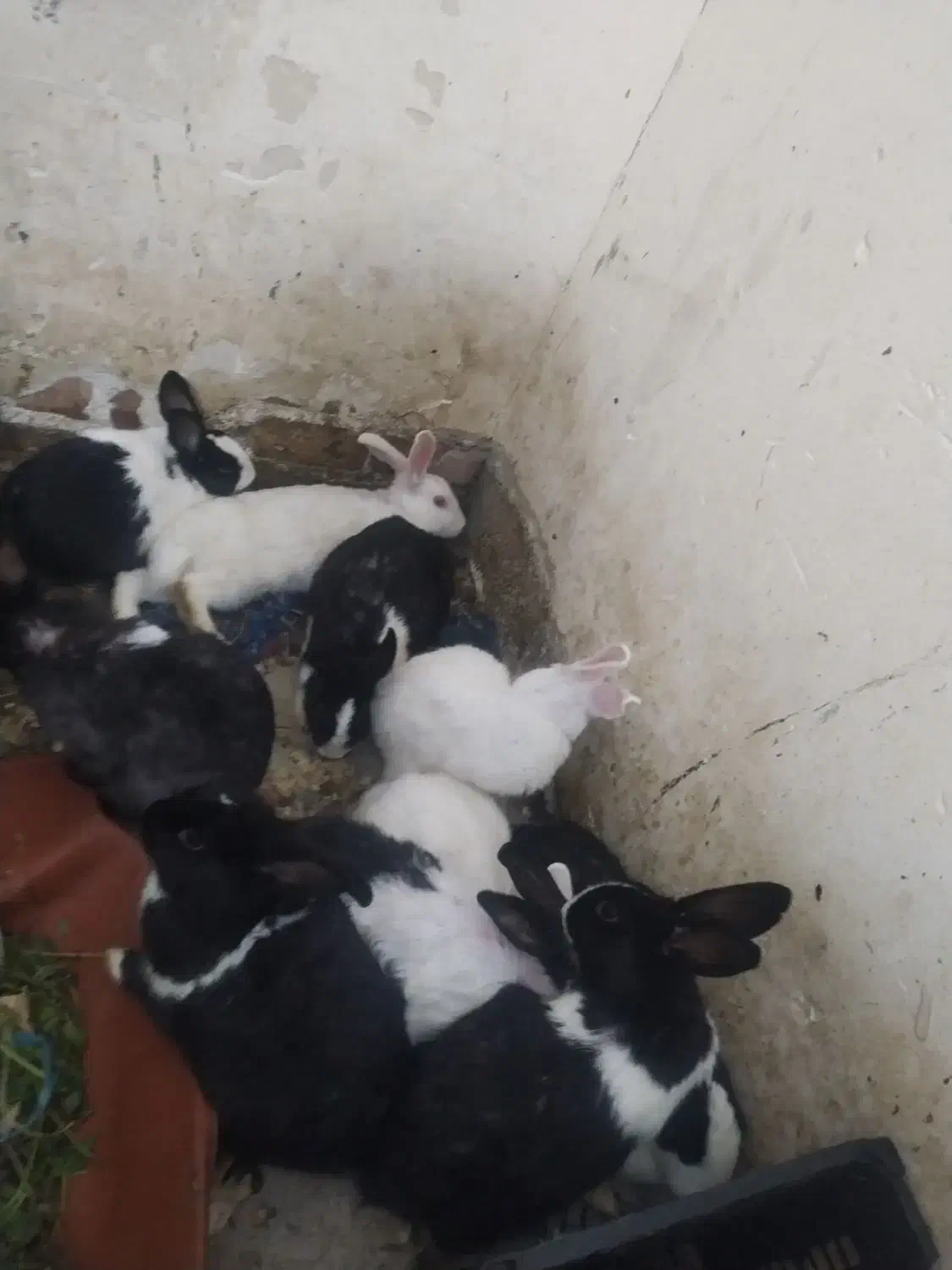 حراج خرگوش|موش و خرگوش|مهاباد (آذربایجان غربی), |دیوار