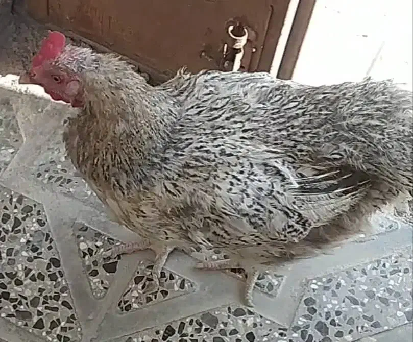 مرغ محلی/شم شم/|حیوانات|ایلام, |دیوار