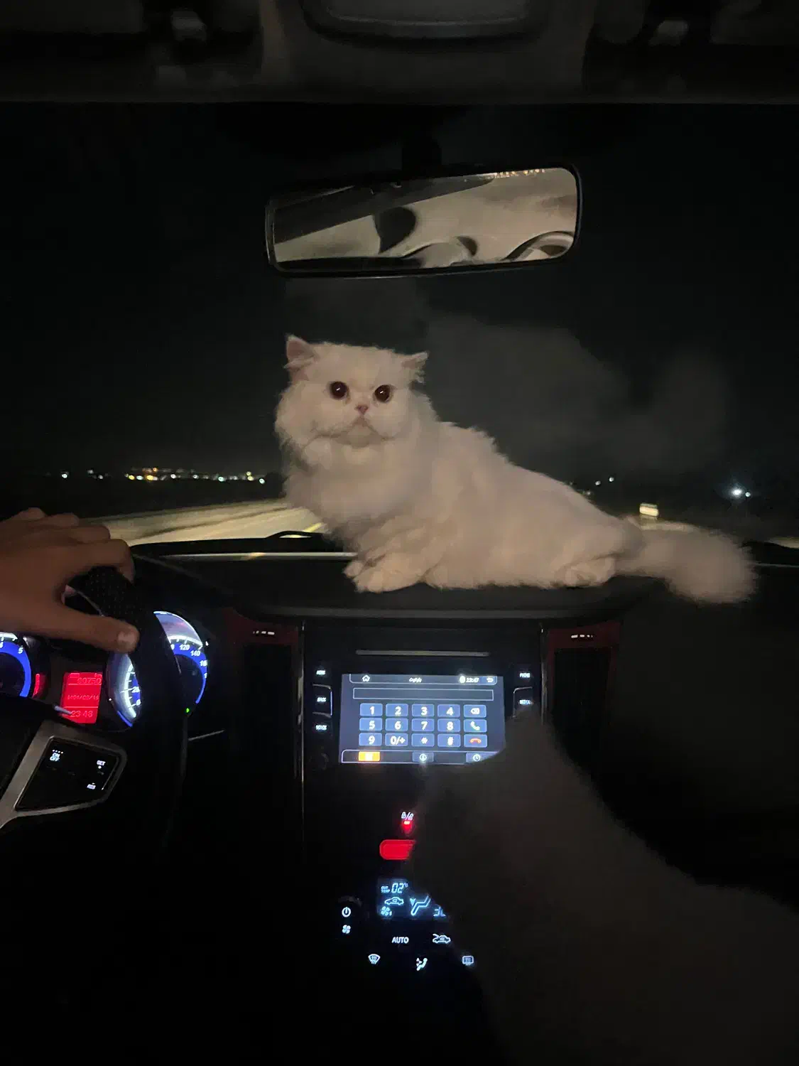 حیوان کالا نیست|گربه|شهرکرد, |دیوار